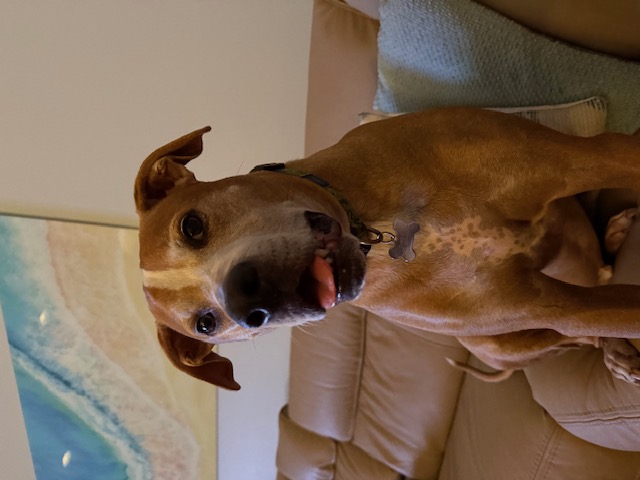 Charlie, the Bruce family dog
